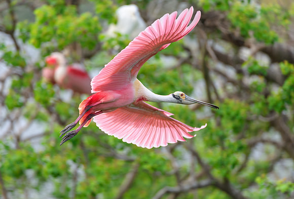 Roseate spoonbill bird flying