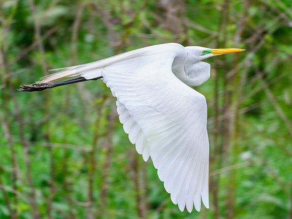 Great egret bird flying
