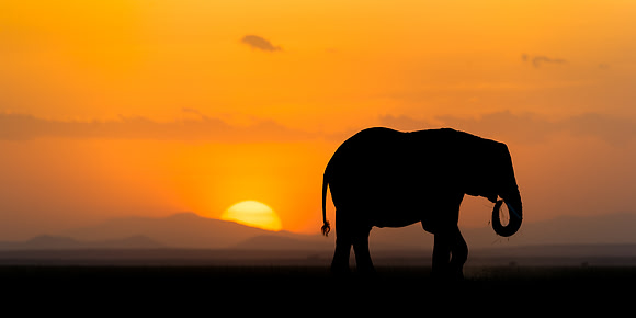 African elephant silhouette against sunset in Amboseli