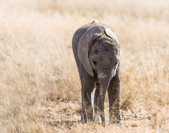 Baby African elephant in Amboseli Kenya Africa