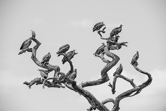 Buzzards in a tree in serengeti tanzania africa