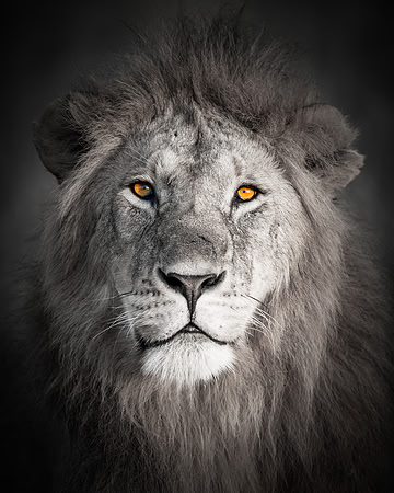 Lion portrait in Maasai Mara Kenya Africa