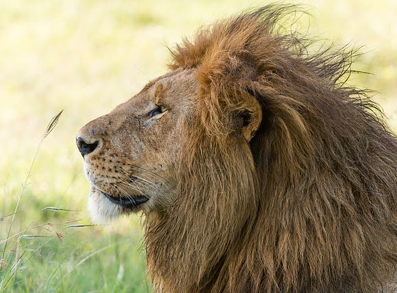 Male lion portrait profile in Serengeti Tanzania Africa
