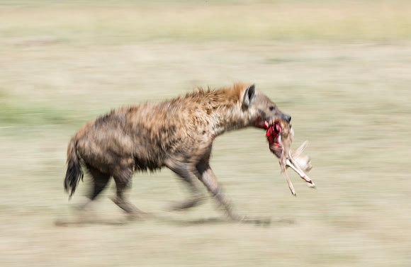 Hyena kill thomsons gazelle Serengeti Tanzania Africa