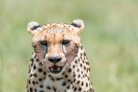Cheetah portrait Serengeti Tanzania Africa
