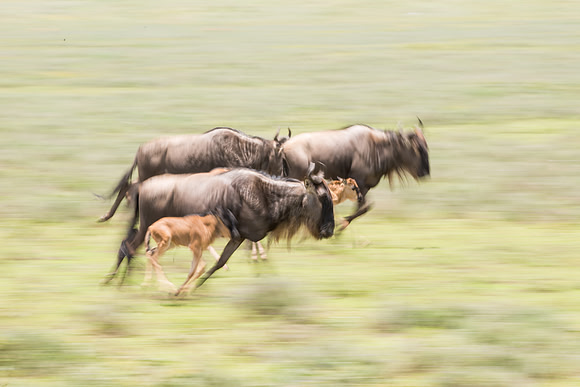 Wildebeest and calf run during migration in Serengeti Tanzania Africa