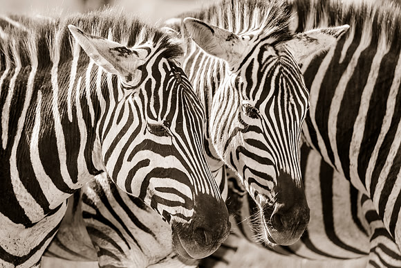 Zebra portrait in Ngorongoro Crater Tanzania Africa
