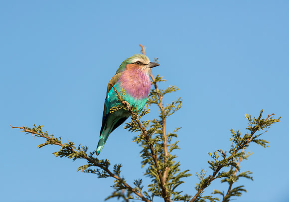 Lilac breasted roller bird colorful feathers Serengeti Tanzania Africa