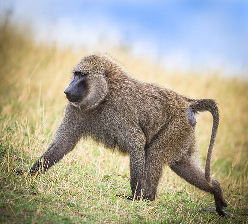 Rogue baboon in Serengeti Tanzania Africa