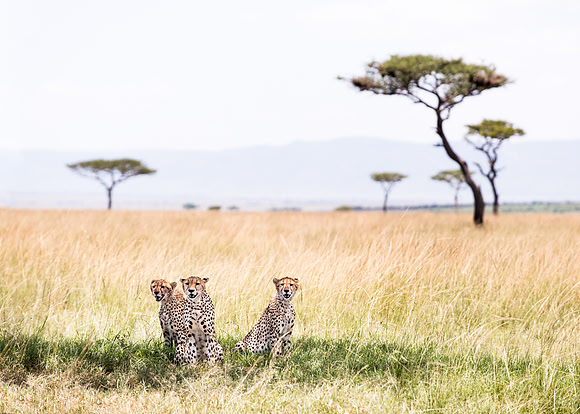 Cheetah group in Serengeti Tanzania Africa