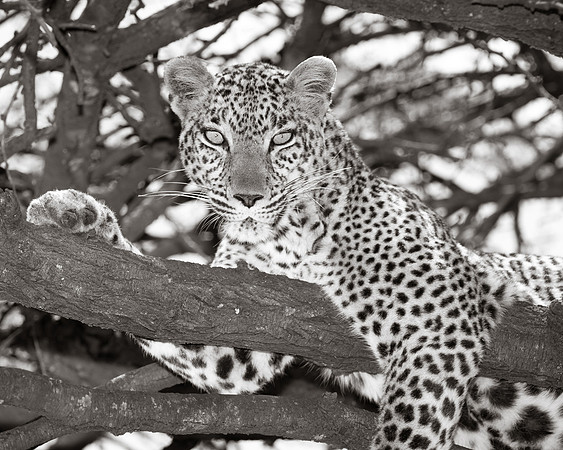 Female leopard in an acacia tree in Maasai Mara Kenya Africa