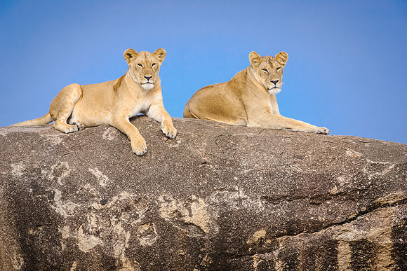 Two lioness rest in Serengeti Tanzania Africa