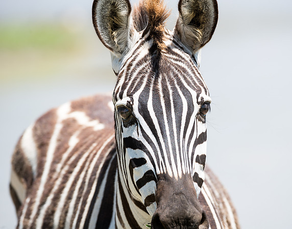 Zebra portrait in Ngorongoro Crater Tanzania Africa