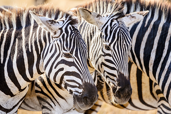 Zebra portrait in Ngorongoro Crater Tanzania Africa