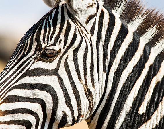 Zebra portrait in Ngorongoro Crater Tanzania Africa