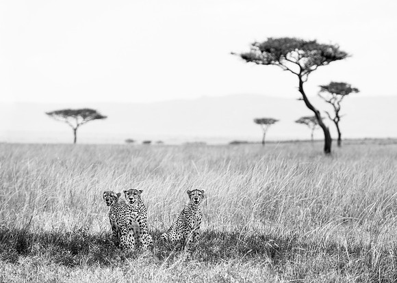 Cheetah group in Serengeti Tanzania Africa