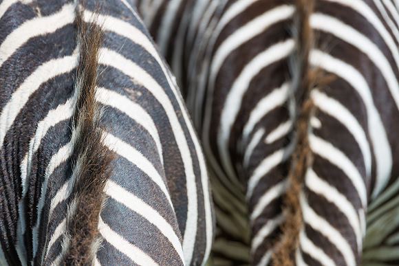 Zebras in the Nrorongoro Crater Tanzania Africa