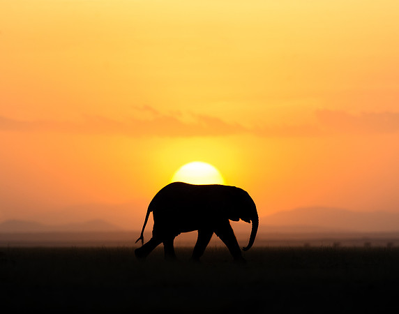 African elephant silhouette against sunset in Amboseli