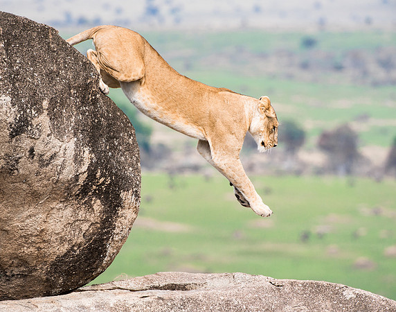 Lion jump from kopje rock in Serengeti Tanzania Africa