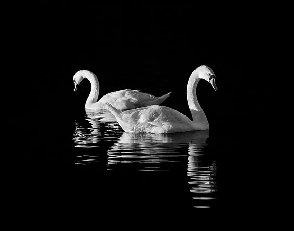 Swiss Swans