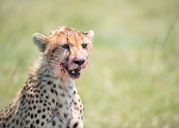 Cheetah cub eating gazelle Serengeti Tanzania Africa