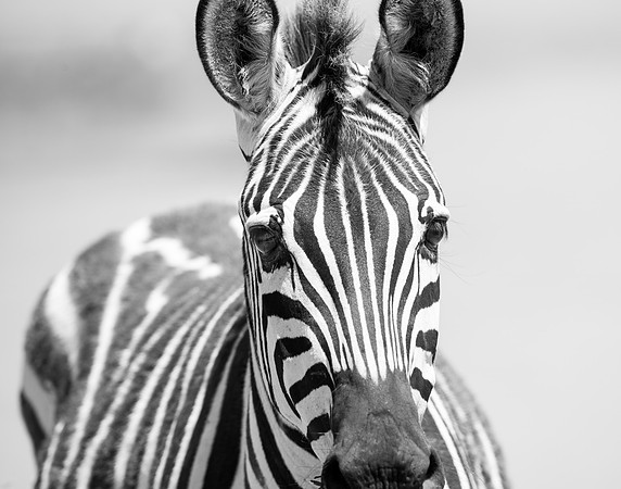 Zebra portrait in Ngorongoro Crater Tanzania Africa