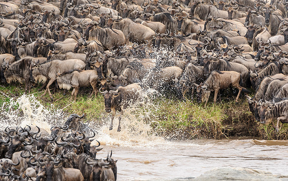 wildebeest migration crossing in serengeti tanzania africa