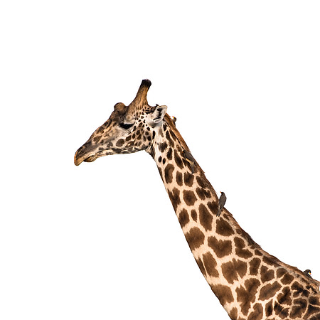 Giraffe portrait in Serengeti Tanzania Africa