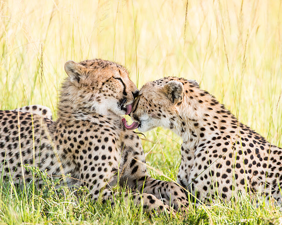 Cheetah mother and cub lick each other in Serengeti Tanzania Africa
