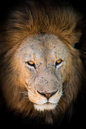Lion close-up portrait in Ngoronogoro Crater Tanzania Africa