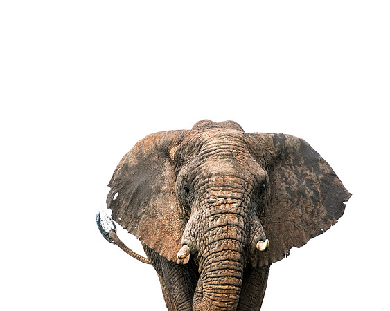 Elephant portrait in Serengeti Tanzania Africa