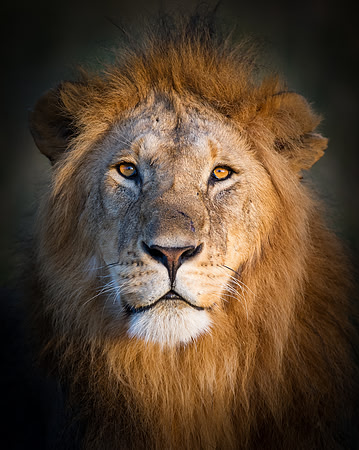 Lion portrait in Maasai Mara Kenya Africa