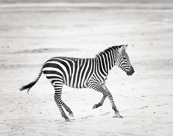 zebra runs in serengeti tanzania africa
