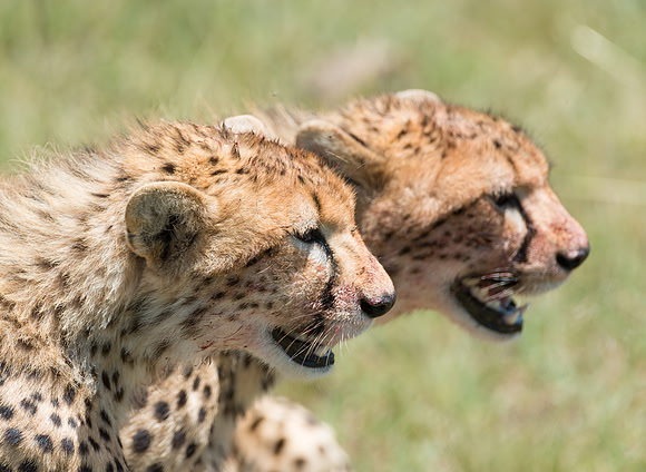 African cheetah cubs eating in the Serengeti Tanzania Africa