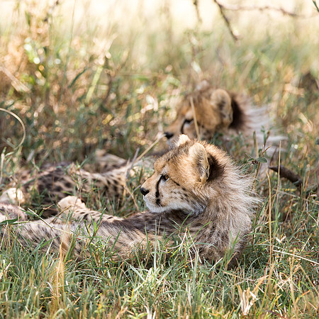 Two cheetah cubs in Maasai Mara Kenya Africa