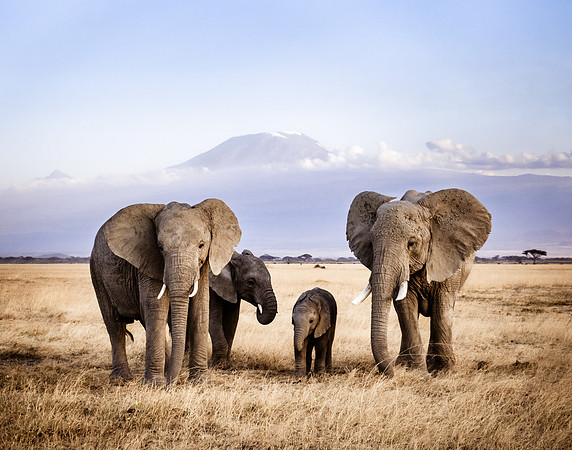 Family of elephants under Mount Kilimanjaro Amboseli Kenya Africa