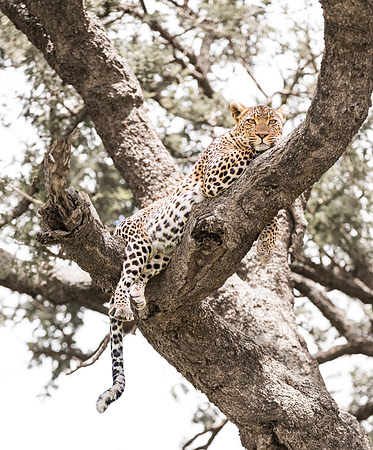 Leopard lounges in tree in Serengeti Tanzania Africa