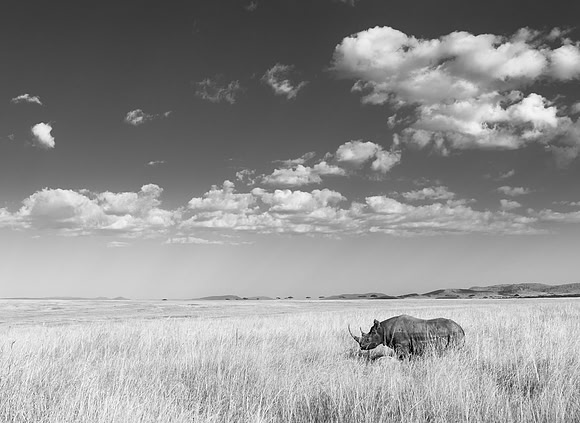 Rhino horn serengeti tanzania africa