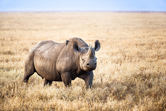 Rhino in Nrogongoro Crater Tanzania Africa