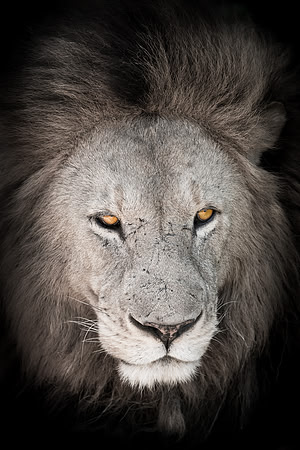 Lion close-up portrait in Ngoronogoro Crater Tanzania Africa