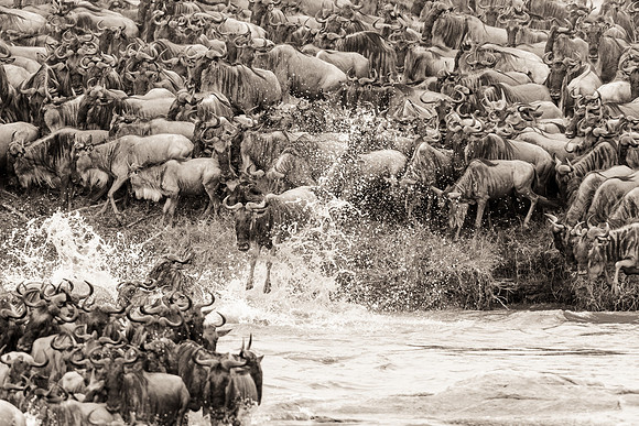 wildebeest migration crossing in serengeti tanzania africa