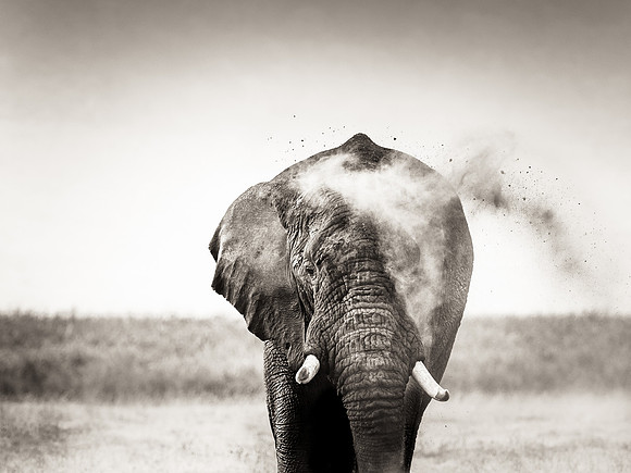 Dust Bath