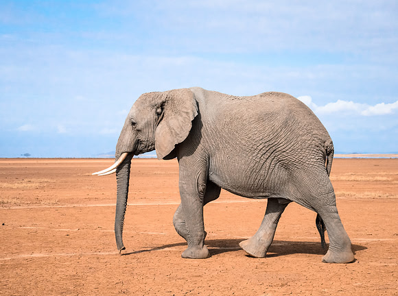 Lone African elephant in Amboseli Kenya Africa