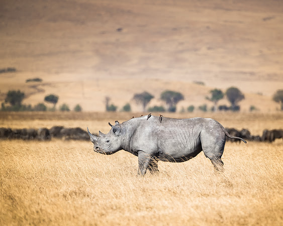 African rhino in the Ngorongoro Crater Tanzania Africa