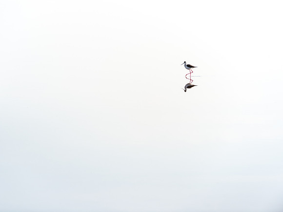 Lone bird