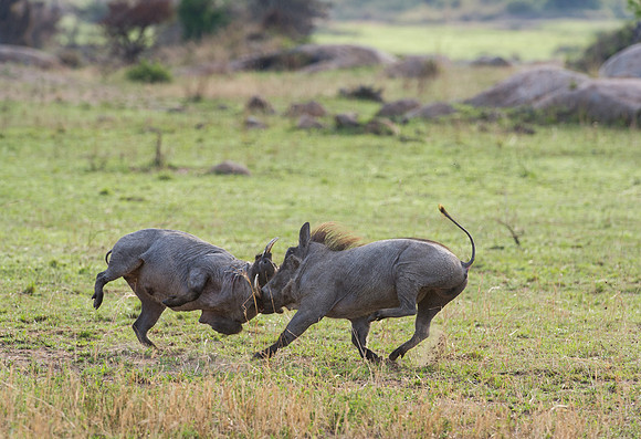 Warthogs fighting in the Serengeti Tanzania Africa