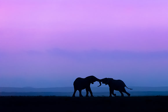 African elephants silhouette against sunset in Amboseli