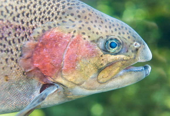 Rainbow trout close up