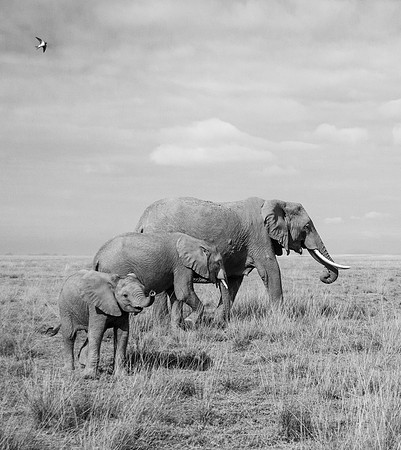 elephant family
