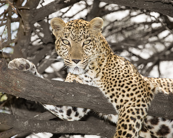 Female leopard in an acacia tree in Maasai Mara Kenya Africa